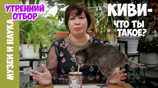Киви - птица, которая выглядит как фрукт, ведет себя как зверь!