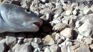 Parasite crawls out of fishes mouth
