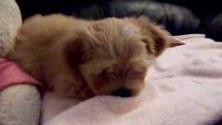 Teddy: Couch