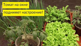 Напала осенняя хандра? Что делать? “Заведите” огород на окне!