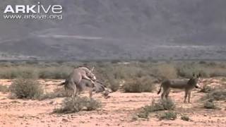 asno salvaje africano (African wild ass) Equus africanus somalicus mating