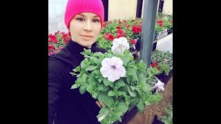 ПРОДАЖА РАССАДЫ. ОТВЕТЫ НА ВОПРОСЫ. Ч.1.