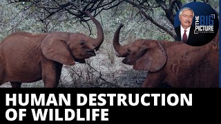 Nature Not Nurtured: Vanishing Wildlife