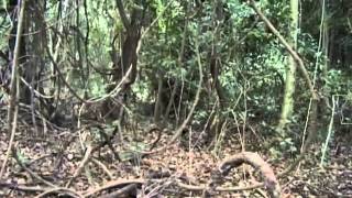 IL CANTO DELLA FORESTA