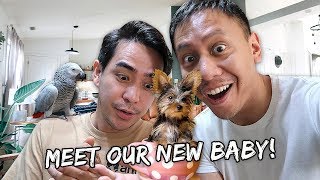We're Getting A New Puppy | Vlog #745