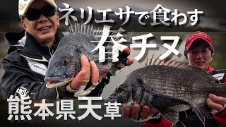 「ニューチヌパワーダッシュ」の威力を見よ！練りエサで食わす春チヌ～熊本県天草