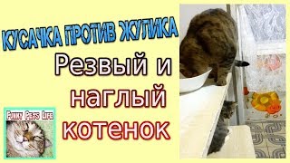 Наш милый котенок Кусачка в детстве. Как котенок играет со взрослым котом.