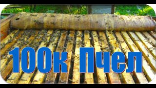 ✅ МЕДОВИК! 100 тысяч пчел! В одном домике.. ?