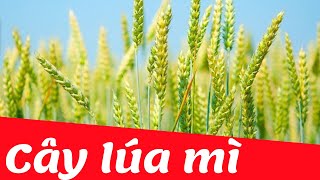 Dạy bé học nhận biết cây lúa mì | Dạy trẻ thông minh sớm