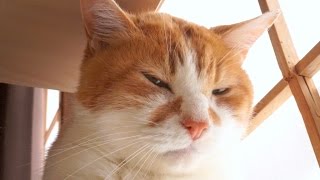 ステルス猫