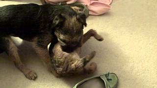 Jigs And Pippin Have A Tickle Fight