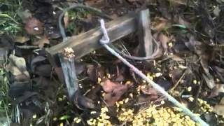 Homemade hog trap