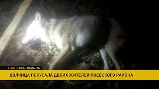 Волчица терроризировала деревню в Лоевском районе: пострадали люди