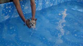 chihuahua nadando