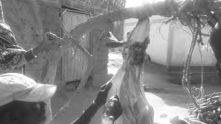 How to slaughter a goat and remove the skin