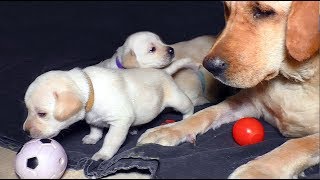 Как МАМА Лабрадор своих ДЕТЕЙ ИГРАТЬСЯ УЧИЛА! Labrador Mom teaches her children to play ball.