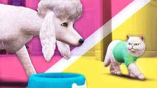 Gameplay, Objects, ‎Brindleton Bay // The Sims 4: Cats & Dogs