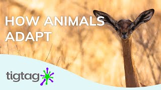 Primary Science Lesson Idea: Adaptation | Tigtag