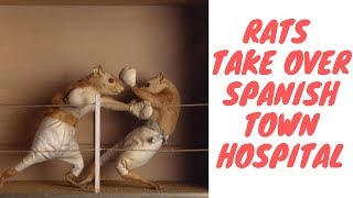Spanish Town Hospital Gets Taken Over By Rats While Health Minister Is Voted The Best Performing