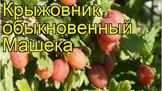 Крыжовник обыкновенный Машека. Краткий обзор, описание характеристик ribes uva crispa Masheka