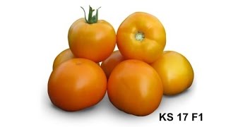 Cемена Китано. Выращивание желтого томата KS 17 F1