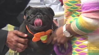 अजमेर डॉग शो Ajmer Dog Show, Pug Winner ( Rajasthan , India )