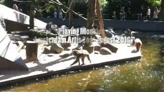 Monkeys relaxing at Amsterdam Artis Zoo