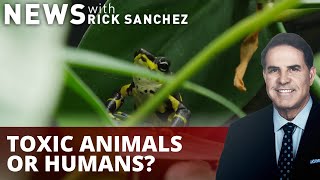 Is the human bite toxic — maybe even venemous?