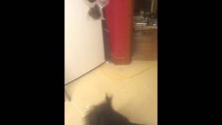 Training My Dog To Sniff Out Marijuana.