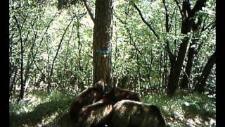 Orso "bianco" ripreso da una fototrappola