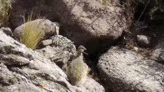 Ornate Tinamou/ Perdiz Cordillerana/ Nothoprocta ornata