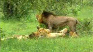 Mapogo Male Lions Roaring