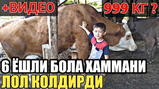 6 ЁШЛИ БОЛА 16 ТА БУКАНИ КАТТА КИЛИБ УЗБЕКЛАРНИ ШООККА СОЛДИ...