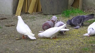 russian pigeons,красивый ролик про бойных голубей