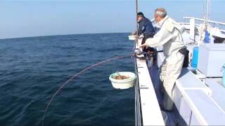 初夏の真鯛釣り