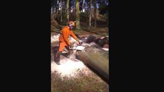 Cross cutting Beech with stihl ms088 4ft bar