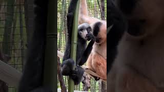 Baby Gibbon and Surrogate Moms Skittles and M&M Make Debut in Jungle Trails #shorts