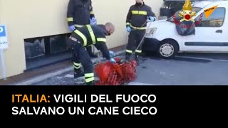 Italia, vigili del fuoco salvano un cane cieco