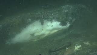 Searching for Methane Hydrates of Cascadia Margin | Nautilus Live
