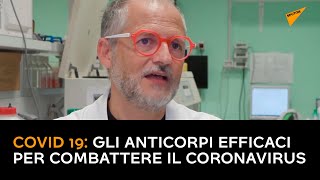 COVID 19: gli anticorpi efficaci per combattere il coronavirus