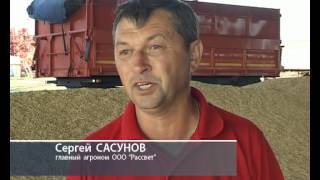 В Куйбышевском районе в засуху собрали 60 т пшеницыi