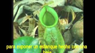 La vida privada de las plantas: Desarrollo de jarros de Nepenthes en hábitat - Por Tuuagso