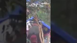 Слон схватил девушку хоботом|CCTV Русский