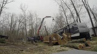 Arborist Prime huge oak takedown timelapse