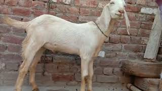 Desi Bakra for sale