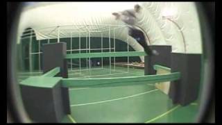 Erovikov Blade Vlad 2011 gym