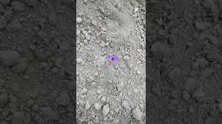 Fresh 2017 Kashmiri saffron flowers starting to come out