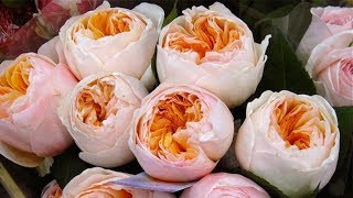 Tại sao nên sở hữu hoa hồng màu vàng Juliet rose cực sang và đẳng cấp này ?