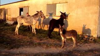 Burro Rucio Andaluz segunda parte (cubriendo Añora) en Cordoba.
