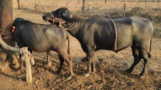Strong Pada meeting try buffalo?